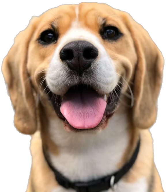 Same dog with background removed